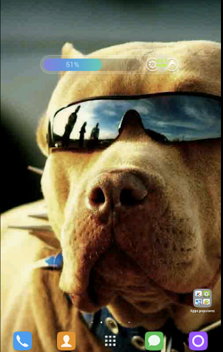 【免費個人化App】Pitbull Wallpapers-APP點子