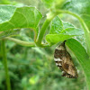 Cocoon and caterpillar