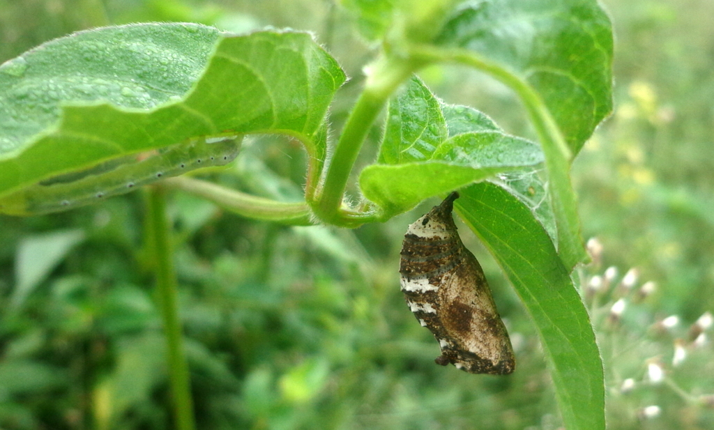 Cocoon and caterpillar