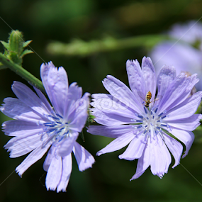Small Purple Wildflowers by Marsha Biller - Flowers Flowers in the Wild