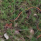 Garter Snake