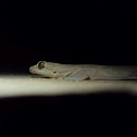 Asian house gecko