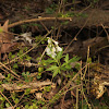 Cutleaf Toothwort