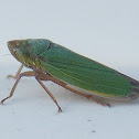 Leafhopper.