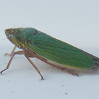 Leafhopper.