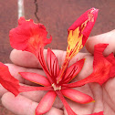 Flower from the Flamboyan Tree