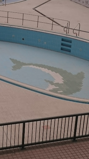 泳池底的海豚