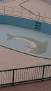 泳池底的海豚