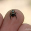 Jumping Spider