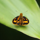 skipper butterfly