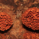 Wasp Nest Fungi