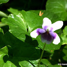 Australian Native Violet