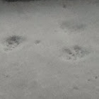 Squirrel foot prints