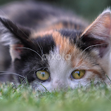 Im Gras by Michael Milfeit -  