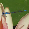 Common Blue Damselfly on Water Lily Blossom