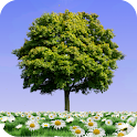 Summer Trees Live Wallpaper logo