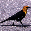 Yellow-headed Blackbird