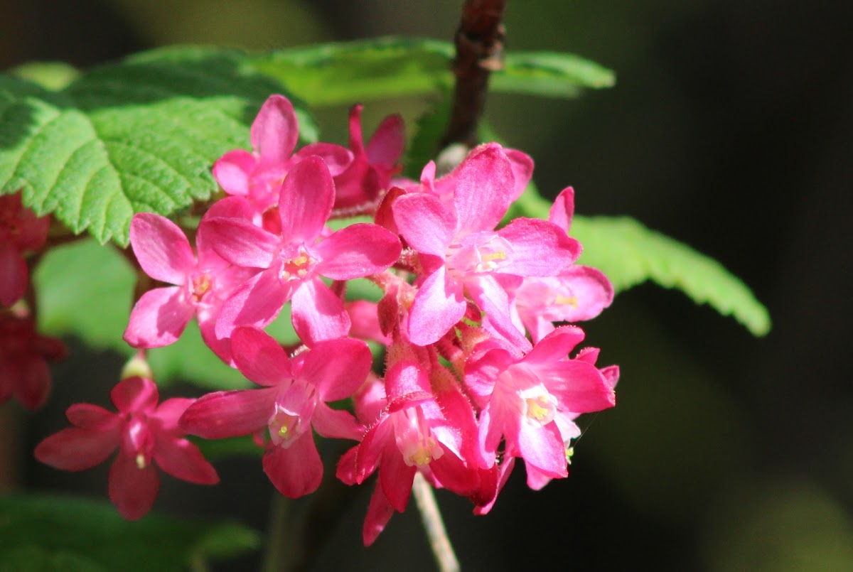 red-flowering currant