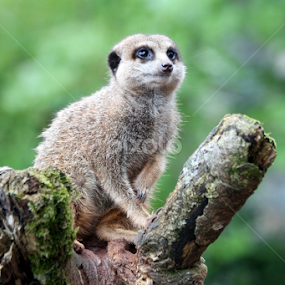 Meerkat Sentry by Owen Taylor - Animals Other Mammals