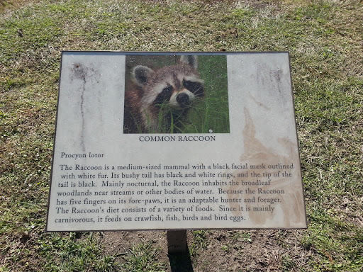 Racoon Sign