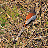 Rufous Treepie