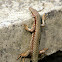 Common wall lizard