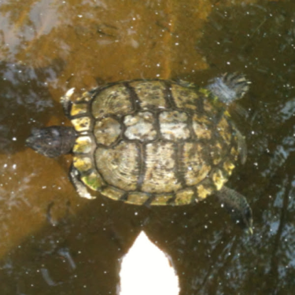 Redeared Slider (melanistic) Project Noah