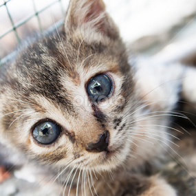 Litten kitten by Santy Gibson - Animals - Cats Kittens