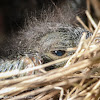 Eastern bluebird (box #5, brood 1)