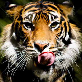 Yum by Mindee Green - Animals Lions, Tigers & Big Cats