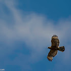 Red-shouldered Hawk