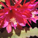 Orchid Cactus