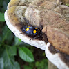 Handsome Fungus Beetles