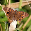 Buckeye Butterfly