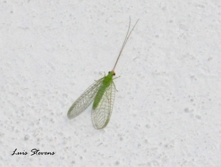 Lacewing