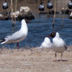 Black-headed Gull; Gaviota Reidora