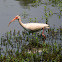 American White Ibis