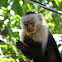 White-faced monkey