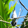 Ruby throat Hummingbird (female)