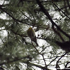 Pine Warbler