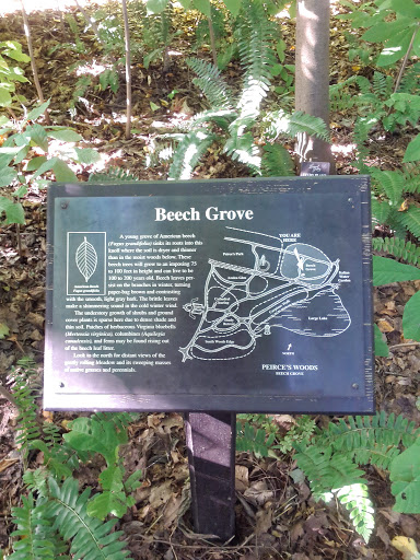 Beech Grove at Pierce's Woods