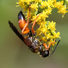 huge orange and black wasp