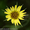 Western Salsify