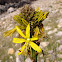 Yellow asphodel