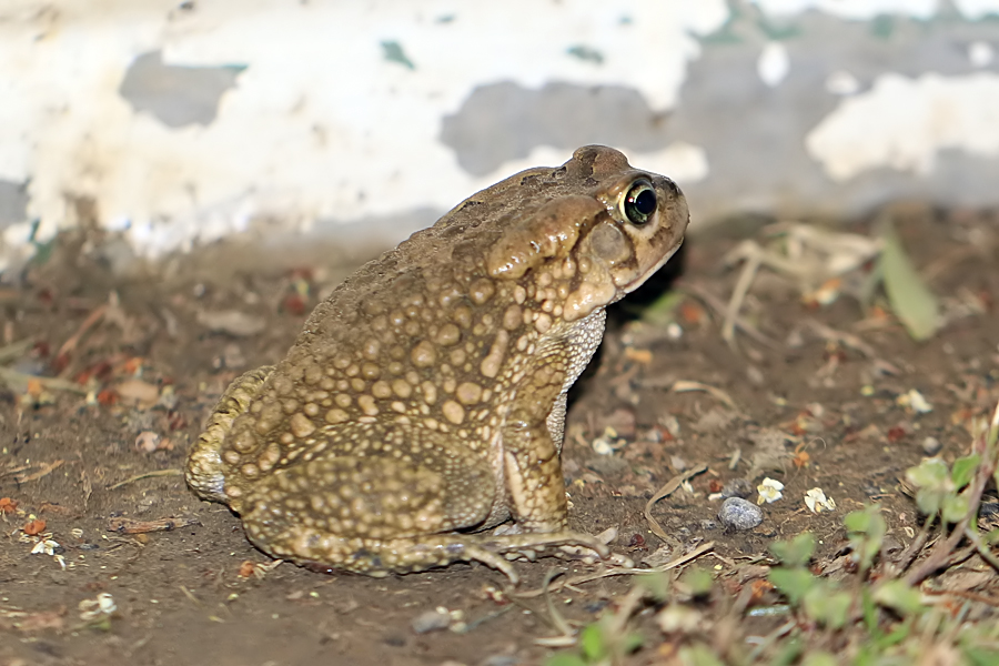 Guttural Toad