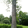 Shagbark Hickory Tree