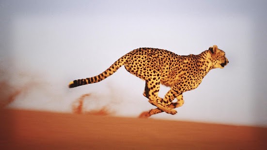 Lastest Cheetah Wallpaper APK for Android