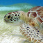 Green Sea Turtle