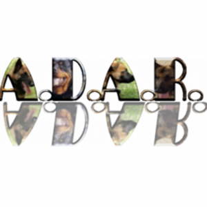 ADAR 1.1