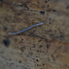 baby millipede